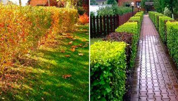 Подрязване на физокарпус