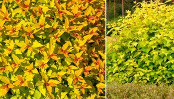 Физокарпус на Нъгет