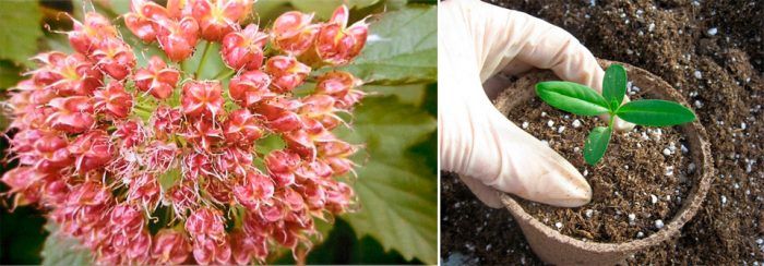 Размножаване със семена