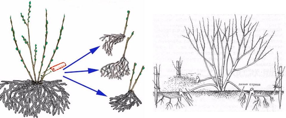 Разделяне на храста и наслояване Размножаване на физиокарпус