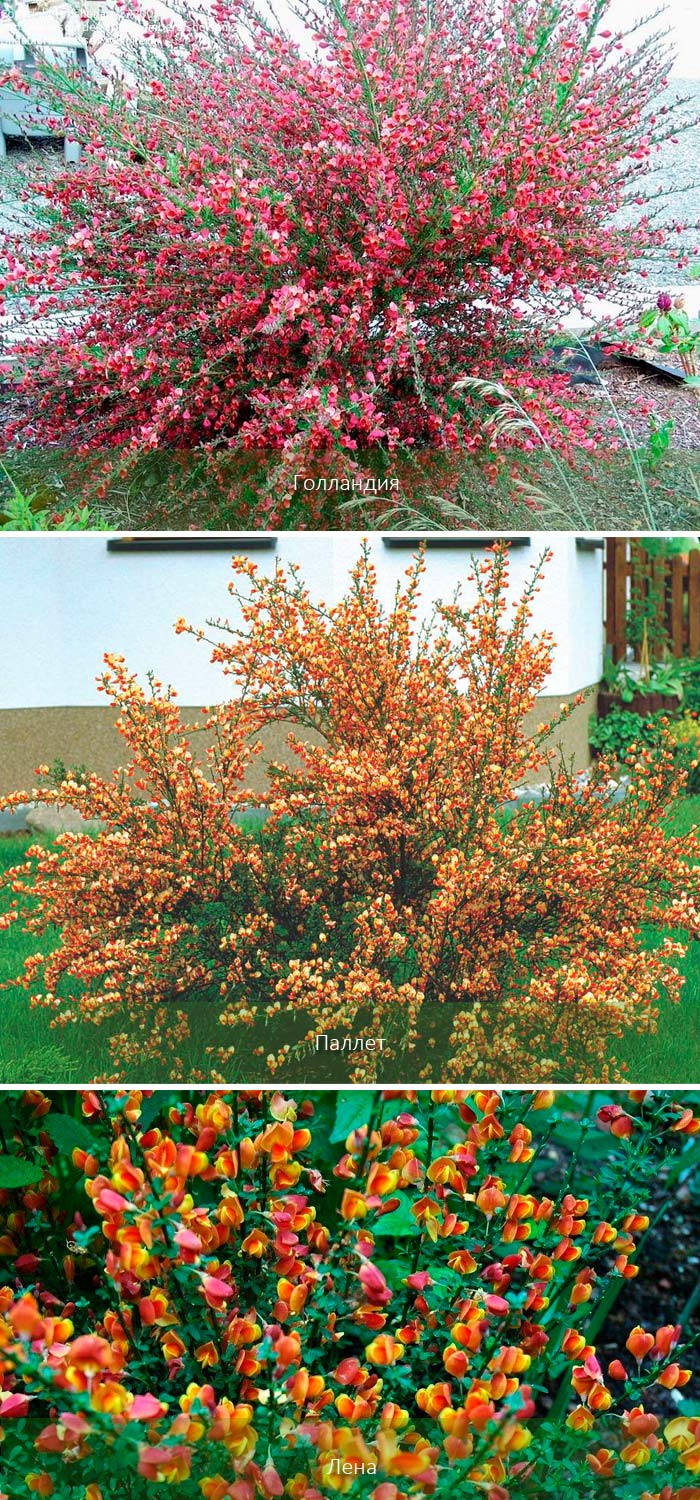 Сортово разнообразие на метла