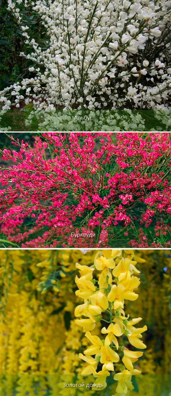 Златен дъжд и други разновидности Популярни сортове метли