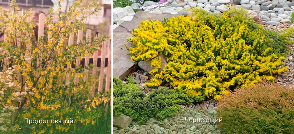 Два вида метли Видове метли