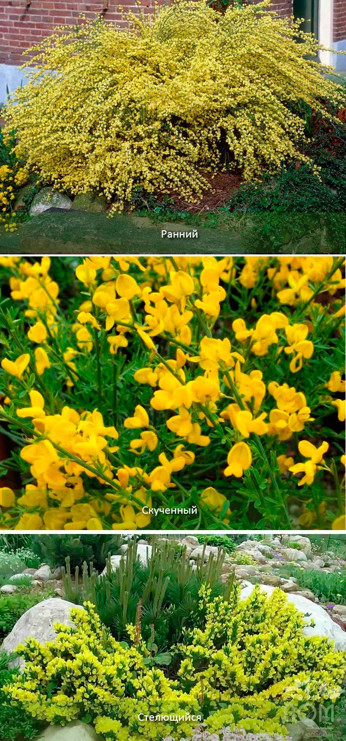 Разновидности на метла Видове метли