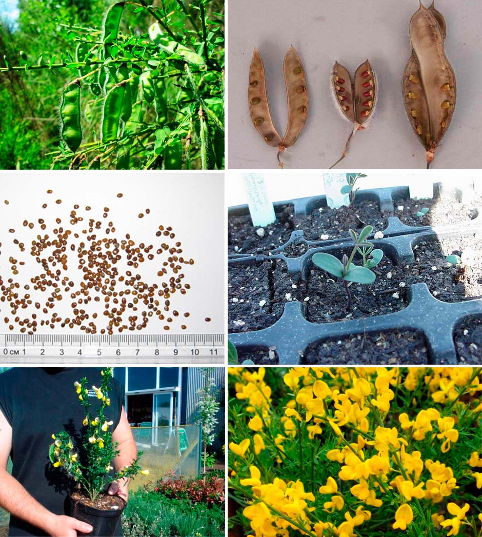 Получаване на семена и отглеждане Отглеждане на метла от семена