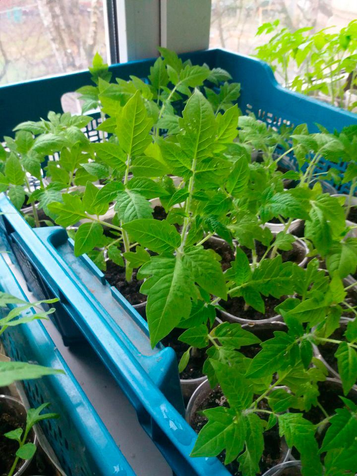 храст домат