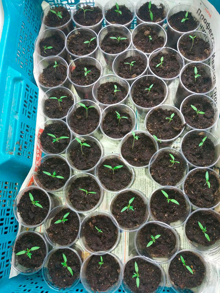 Пресадени разсад