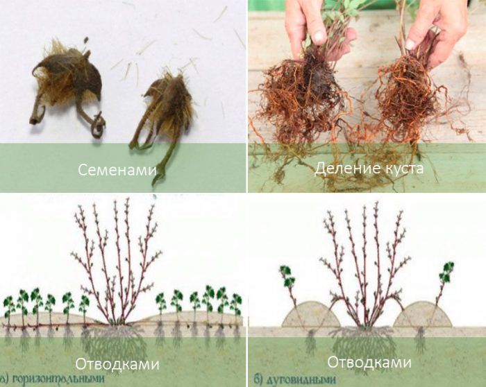 Размножаване на Колквиция