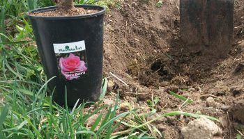 Дупка за цвете