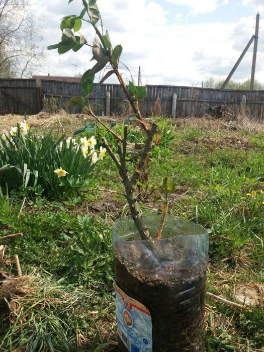 Цвете, готово за засаждане