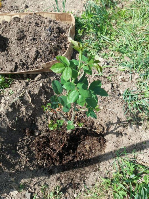 Прясно засадена роза