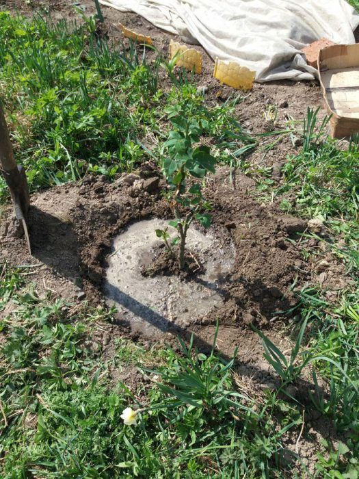 Засадена роза