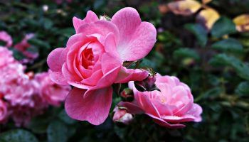 Градинска роза