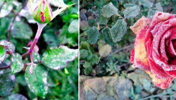 Брашнеста мана по роза