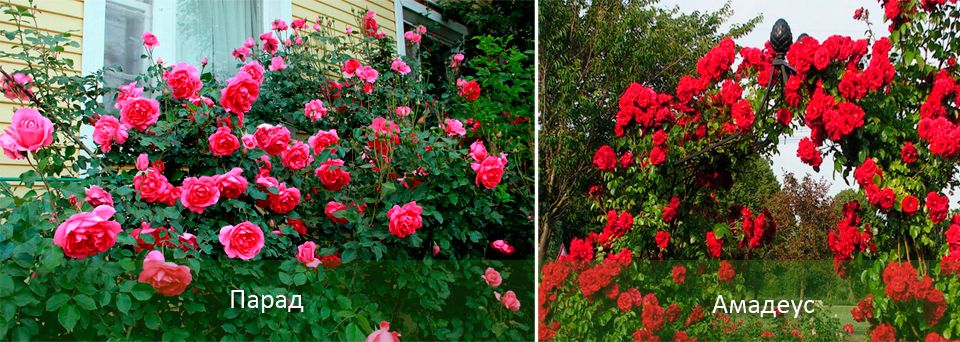 Популярни зимноустойчиви катерещи рози Специални сортове