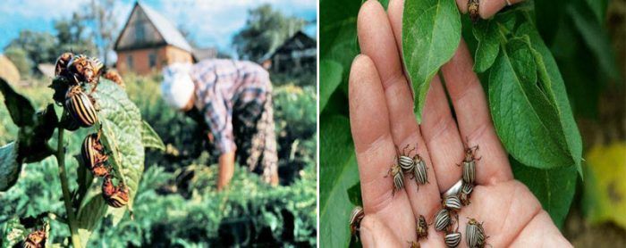 Ръчно бране на колорадски бръмбари