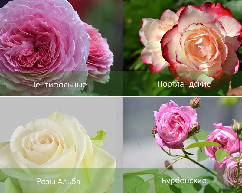 Centifol и други видове Видове антични рози