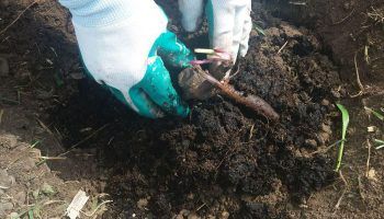 Засаждане на божур