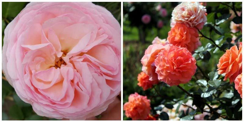 Храсти или полукатерещи се растения Храсти