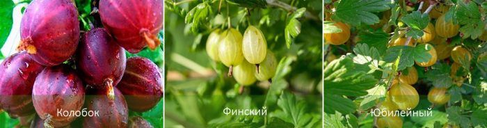 Сортове цариградско грозде