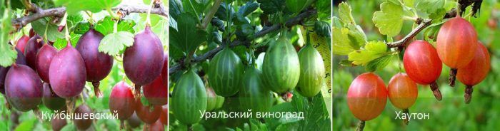 Сортове цариградско грозде