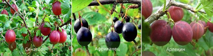 Сортове цариградско грозде