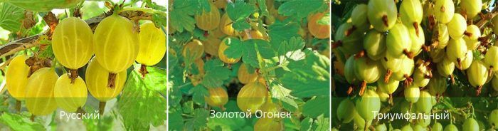 Сортове цариградско грозде