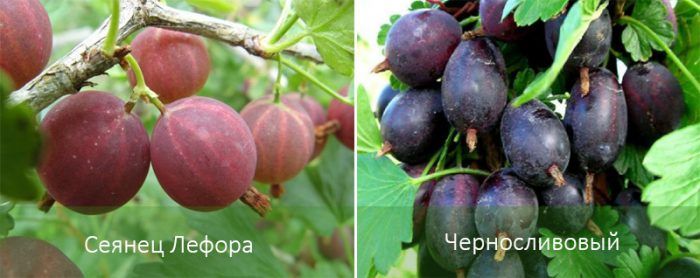 Сортове цариградско грозде