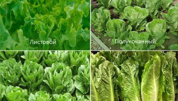 Сортове маруля