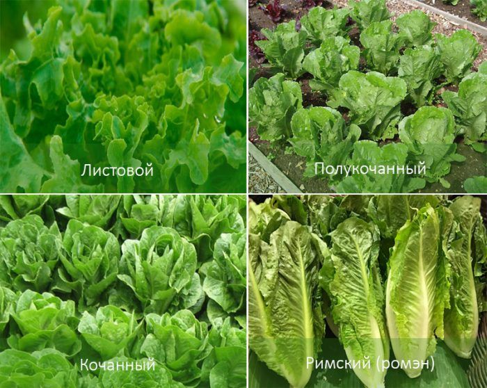 Популярни сортове маруля Сортове маруля