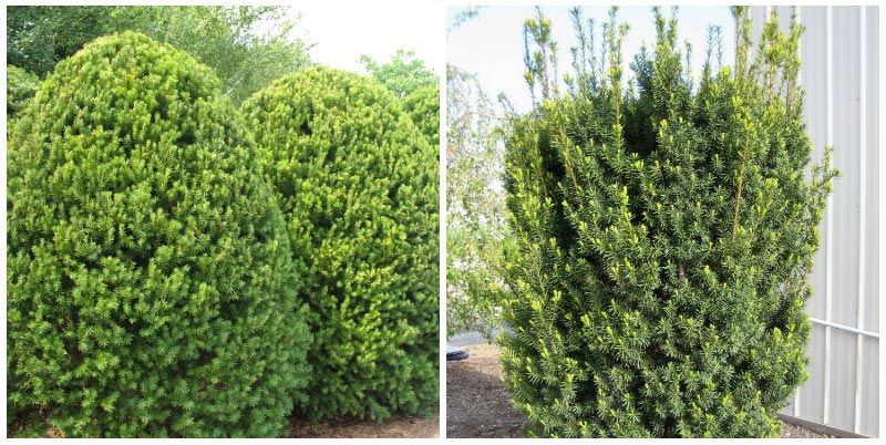 Среден тис Средно