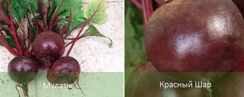 Мулатът и червената топка Сортове цвекло