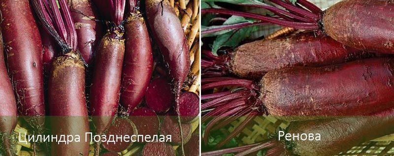 Къснозрееща Цилиндра и Ренова Два сорта цвекло