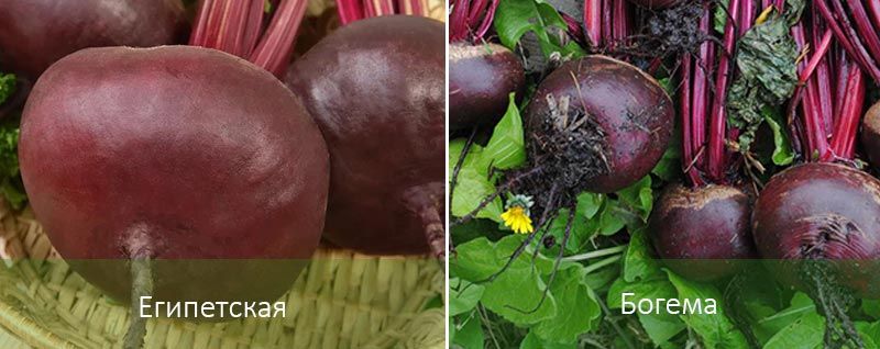 Египетски и бохемски Различни сортове цвекло