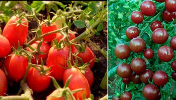 Черна череша и храстовидна