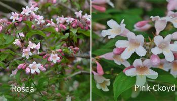 Видове Колквиция