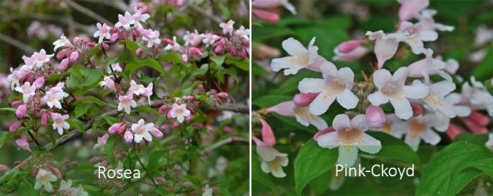 Видове Колквиция