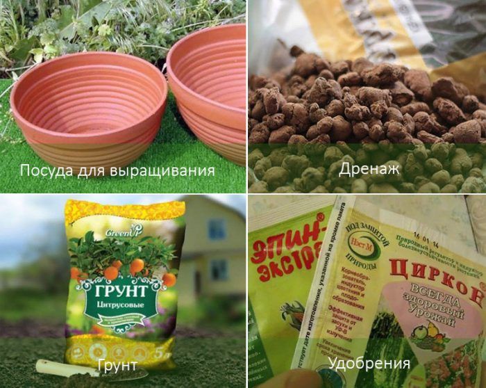 Отглеждане на куркума