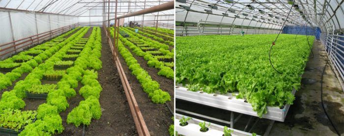 Отглеждане на маруля в оранжерия Отглеждане на маруля