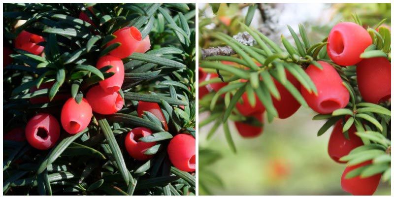 Тисови плодове Бери