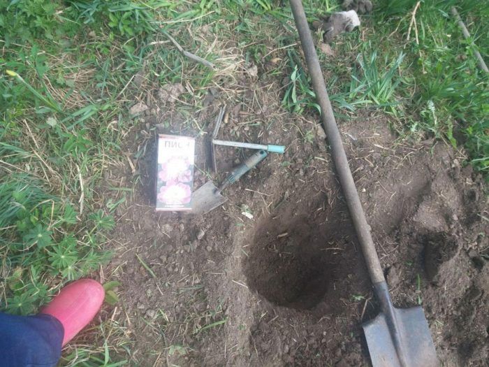 Дупка за божур Божур и лопата