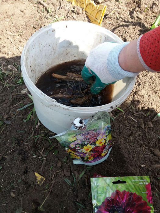 Ντάλιες που μουλιάζουν