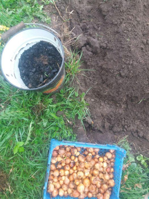 Лук с пепел