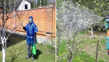 Обработка на ябълково дърво