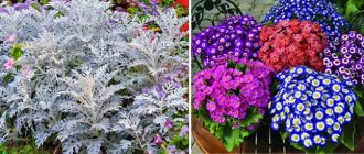 Две различни цинерарии