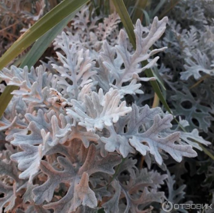 Ένα εντυπωσιακό λουλούδι