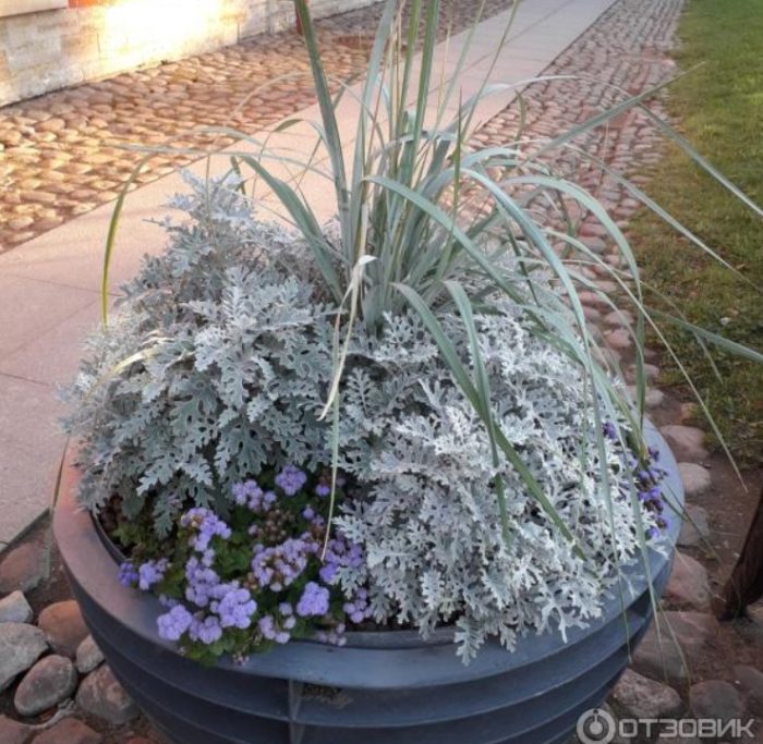 Σινεράρια σε γλάστρα