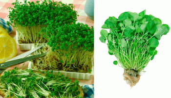 Салата от кресон