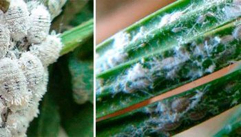 Брашнеста буболечка