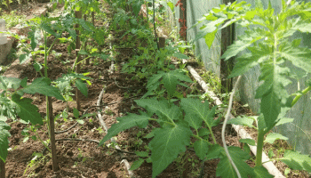 Домати в оранжерия